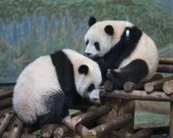 In 1985, when a pair of giant pandas named Qing Qi In 1985, when a pair of giant pandas named Qing Qing and Quan Quan was displayed in the Zoo for three months lent from China, a crowd of thousands of